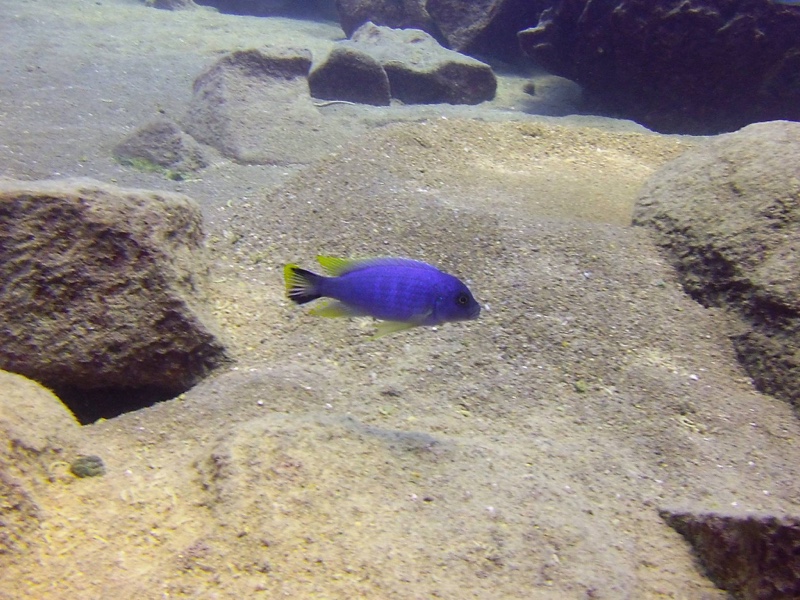 Maylandia sp. 'aurora bevous' Chizumulu Island